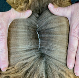 Alluring's fleece at Fulcrum Farms
