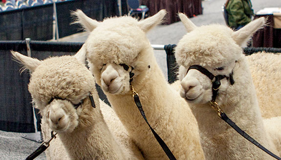 AOA National Alpaca Show AOA National Alpaca Show