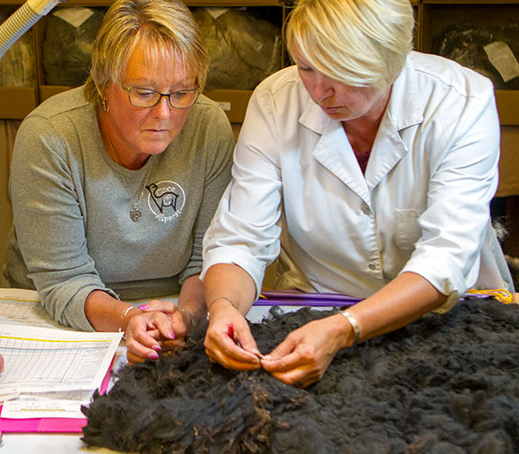 AOA National Fleece Show