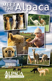 Meet the Alpaca