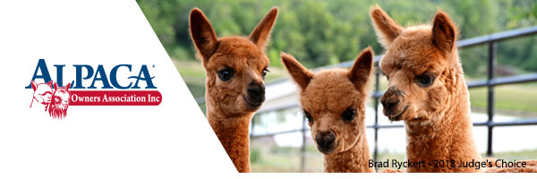AlpacaGram 6.59