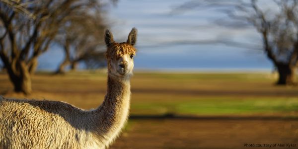 National Alpaca Fleece Month