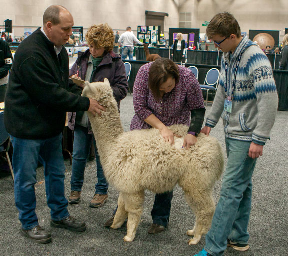 AOA National Walking Fleece Show AOA National Alpaca Show