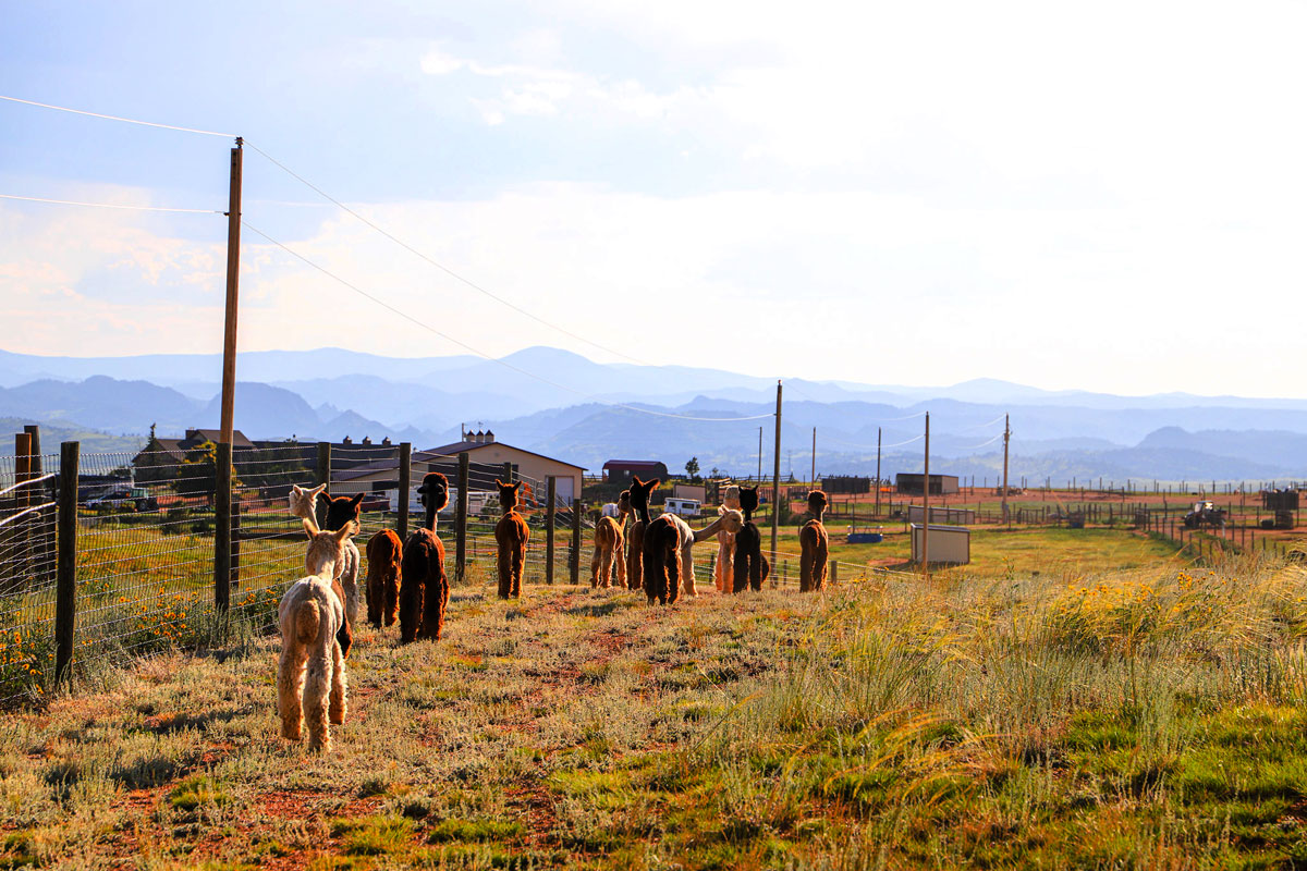 huacaya alpacas in the pasture at Red Granite Ranch