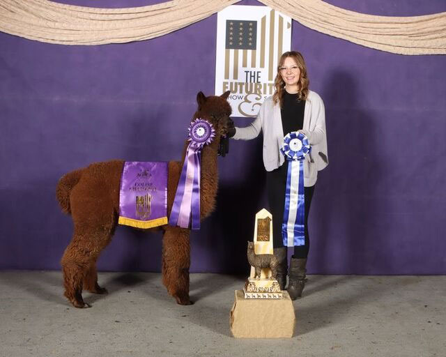 Champion alpaca at Futurity from Sunny Acres Alpacas