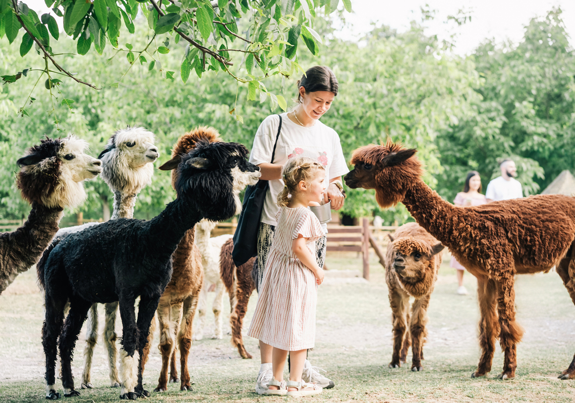 Farm Family Tips for Safe Agritourism on Your Alpaca Farm