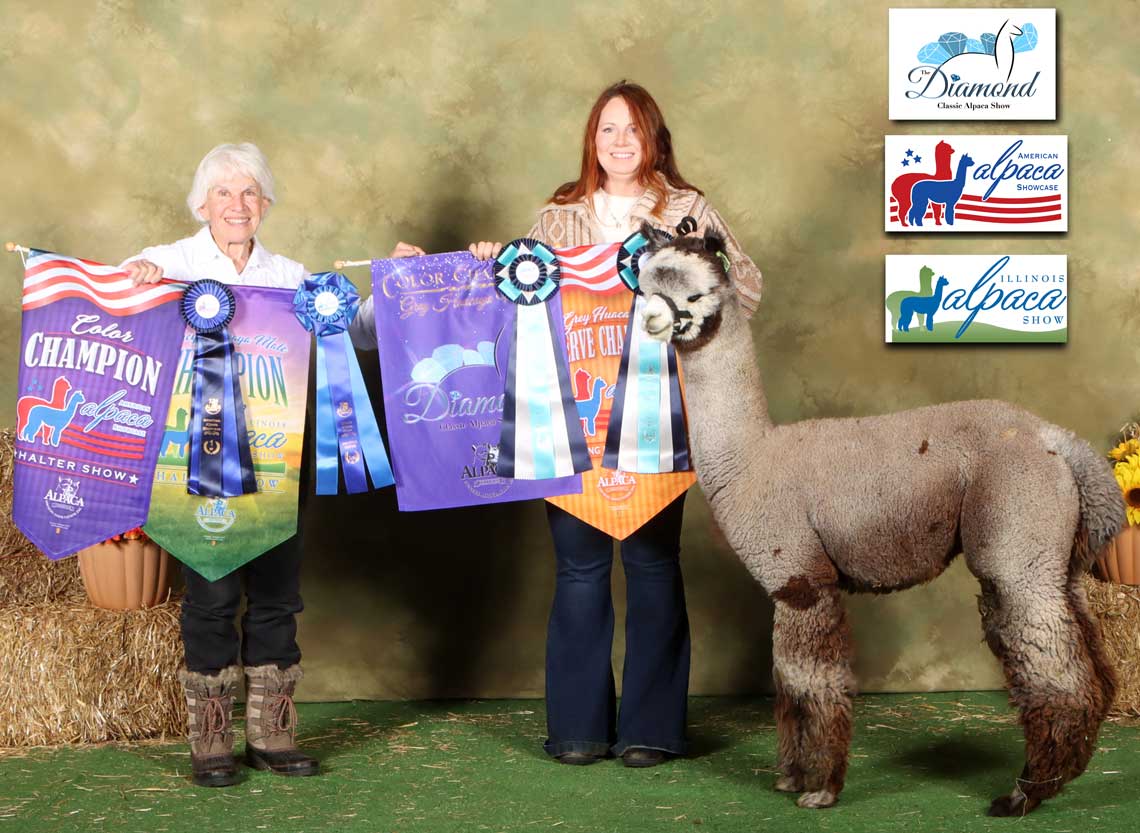 Judge's Choice & 35x Champion Herdsire, Estates Giovanni's Titanium Royale