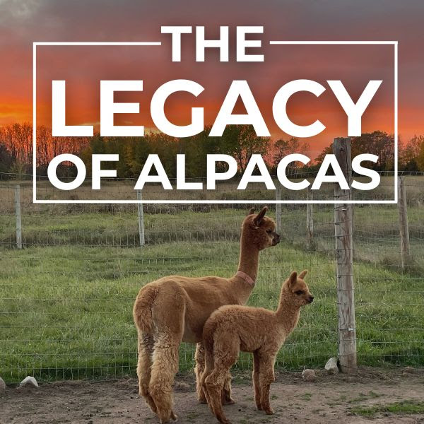 a picture of two alpacas in a pasture