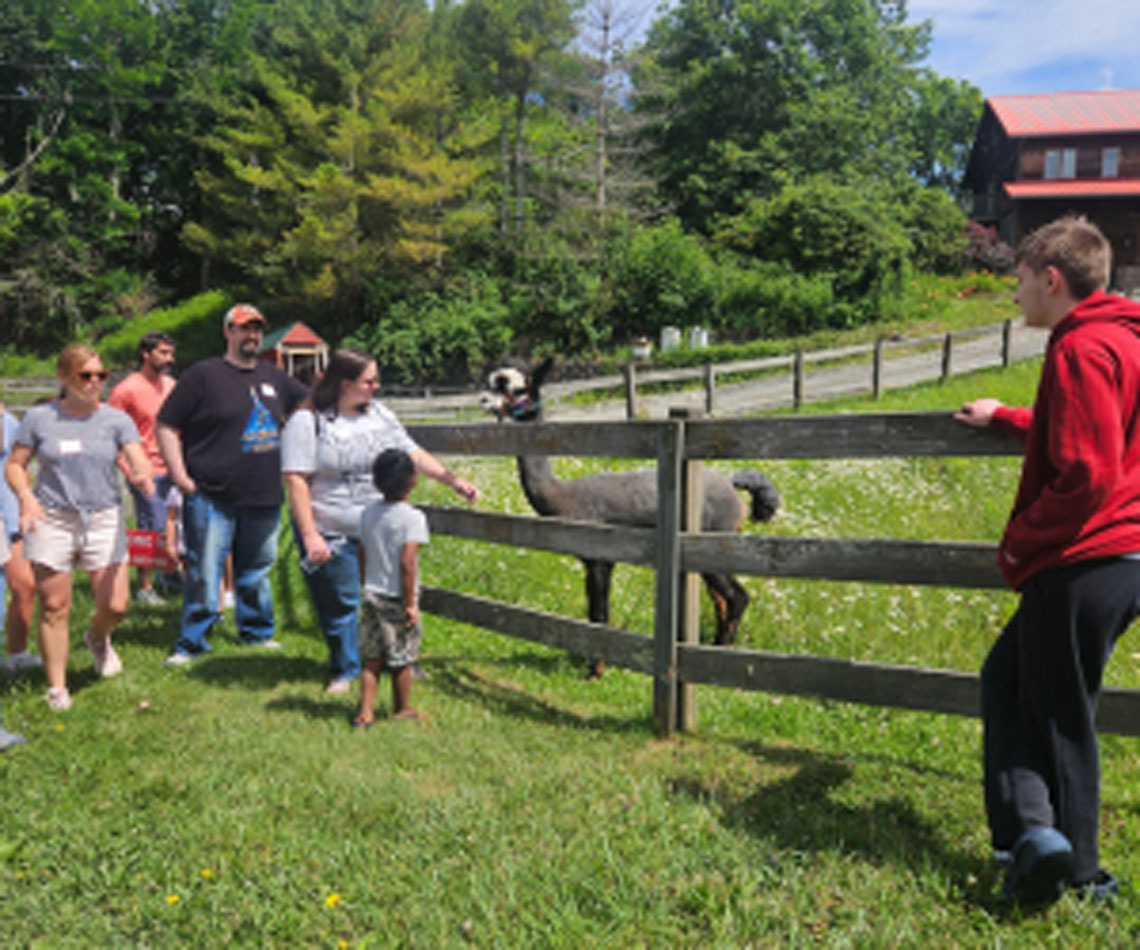a group of people stand along a 3 board fence admiring an alpaca. A brown barn with red roof is in the background