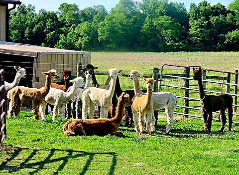 Circus City Alpacas LLC Logo