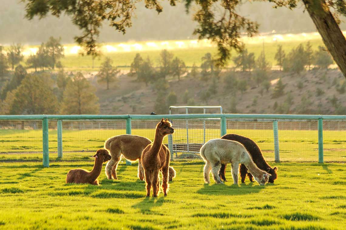 Our alpacas enjoy grazing as the sun is setting- Photo by Doug Bowser