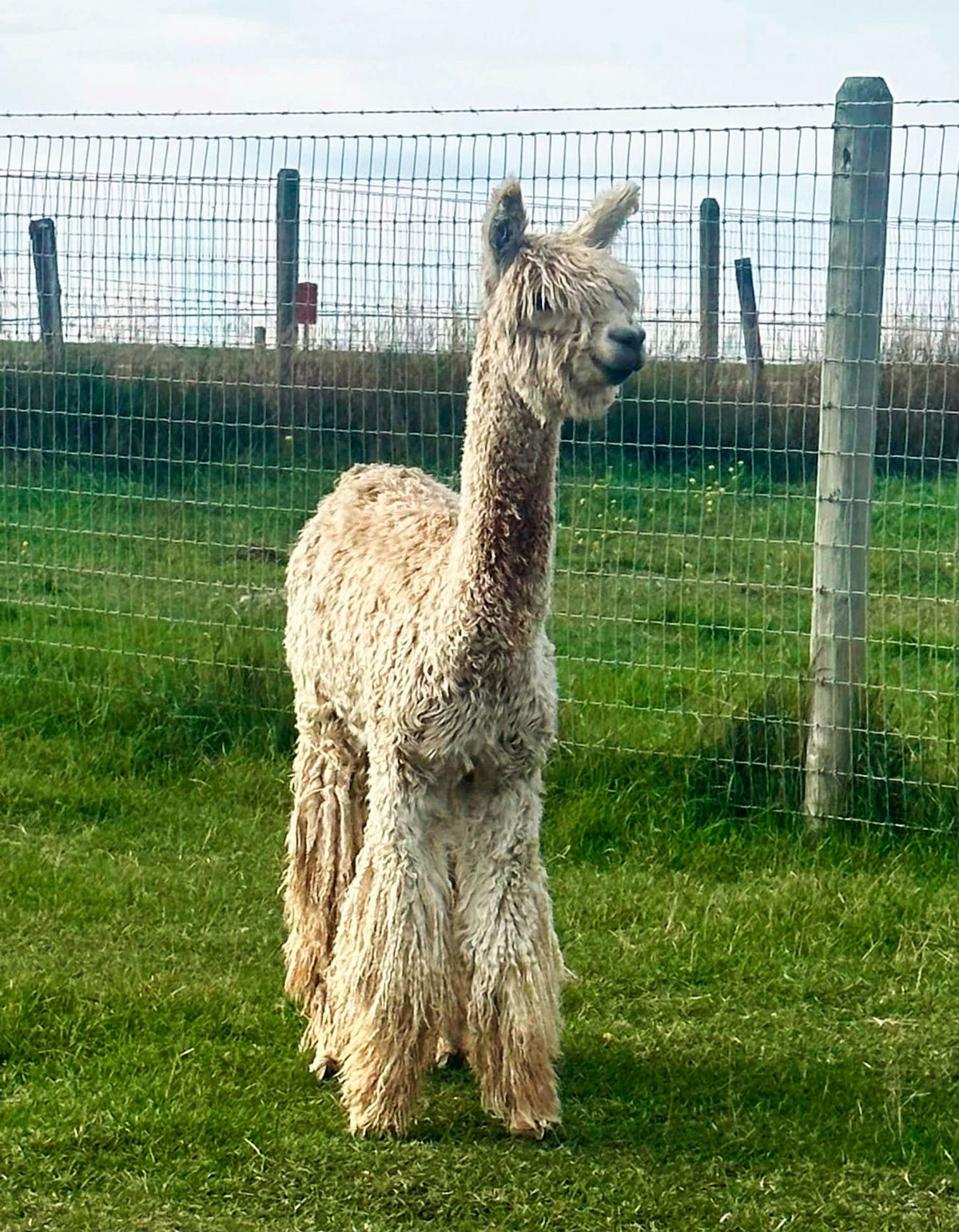 suri alpaca H & S Mystery Man owned by The Midnight Moon Suri Alpaca Trading Company