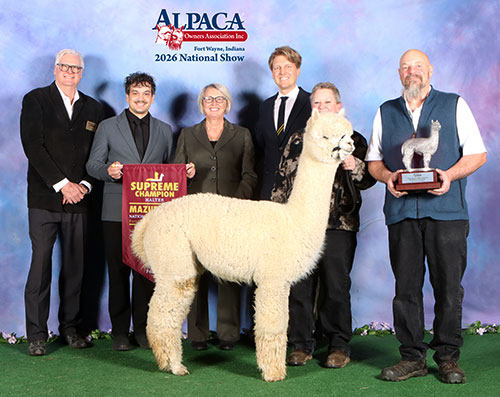 Broadcreek Alpacas's Lil Lassie