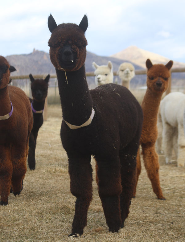 Crescent Moon's Midnight Serenade