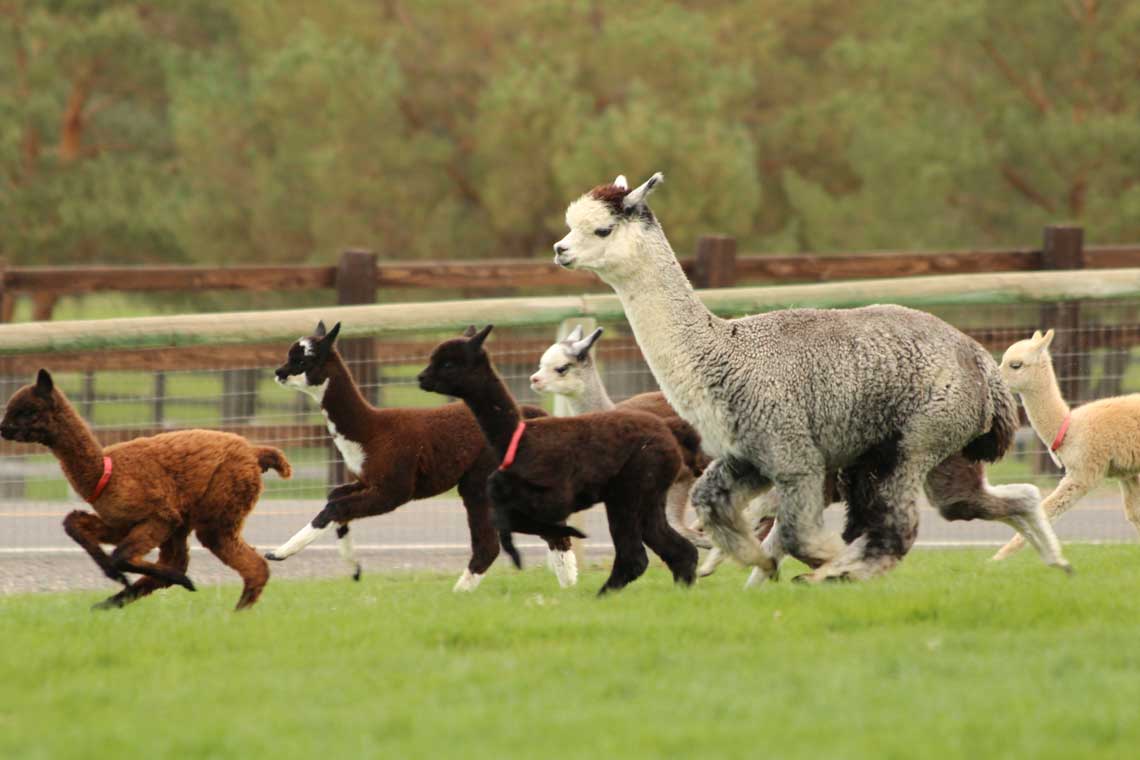 Our alpacas frolicking in the grass- Photo by Doug Bowser