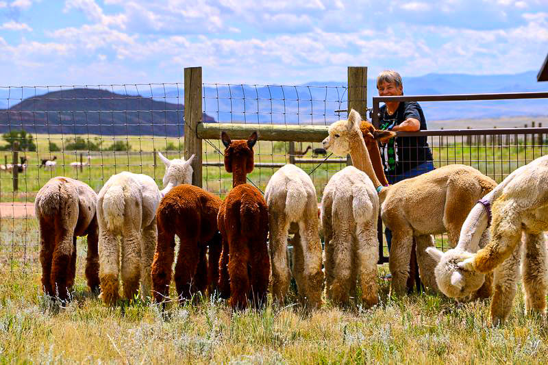 Sharon in the alpaca pasture at Red Granite Ranch