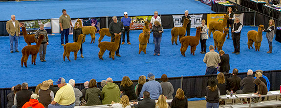 alpaca halter show